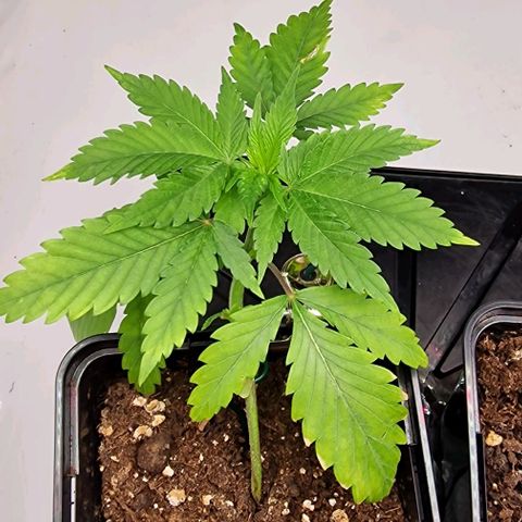 Amnesia Lemon  growlog timeline photo