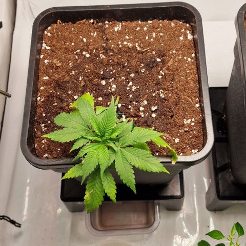 Amnesia Lemon  growlog timeline photo