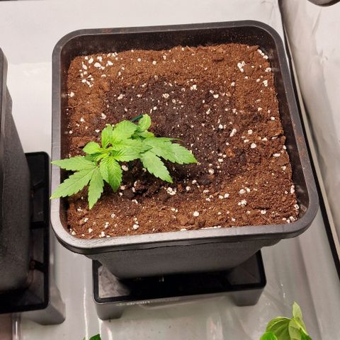 Amnesia Lemon  growlog timeline photo