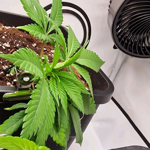 Amnesia Lemon  growlog timeline photo