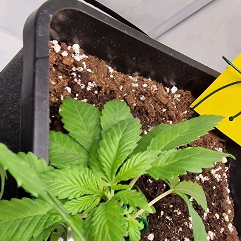 Amnesia Lemon  growlog timeline photo