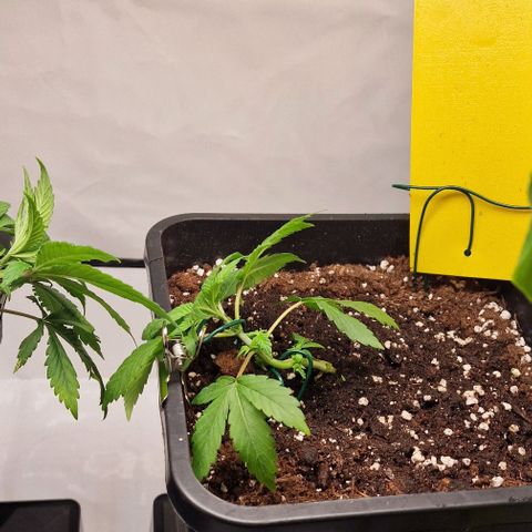 Amnesia Lemon  growlog timeline photo