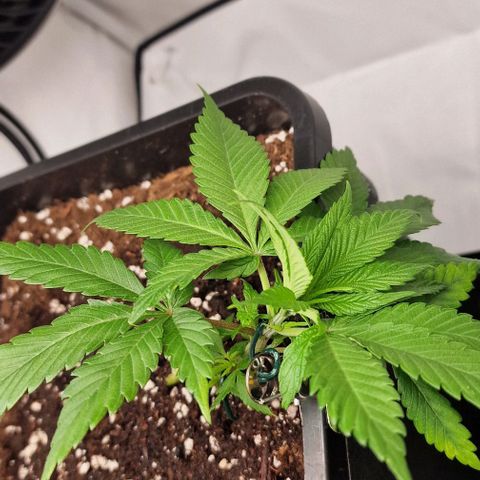 Amnesia Lemon  growlog timeline photo