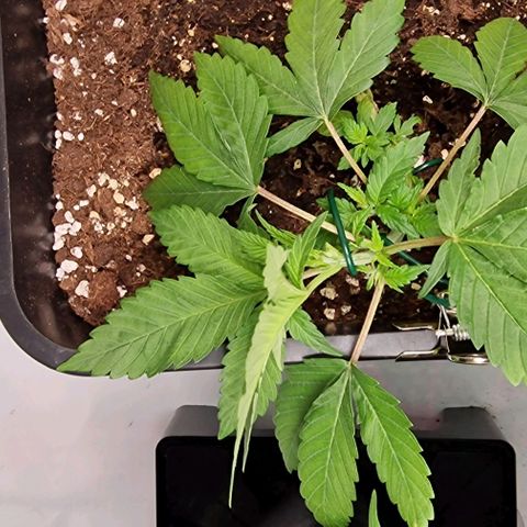 Amnesia Lemon  growlog timeline photo