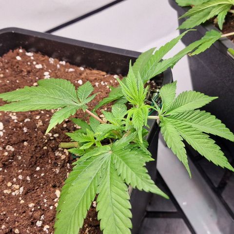 Amnesia Lemon  growlog timeline photo