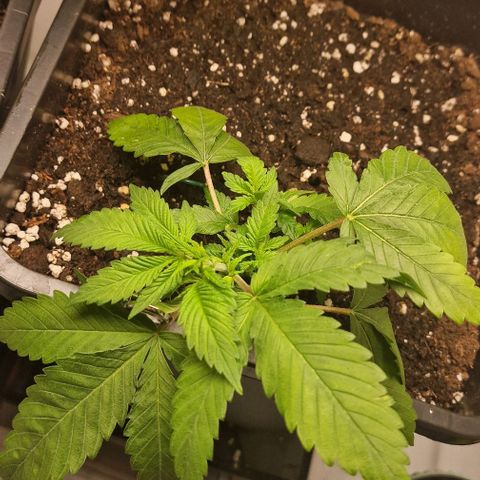 Amnesia Lemon  growlog timeline photo