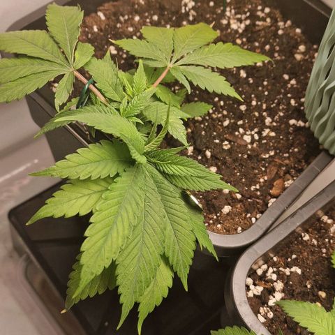 Amnesia Lemon  growlog timeline photo