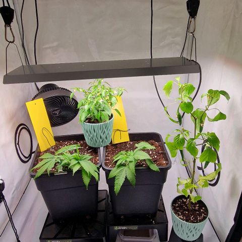 Amnesia Lemon  growlog timeline photo