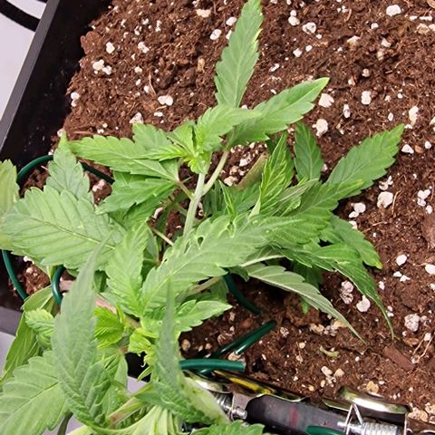 Amnesia Lemon  growlog timeline photo