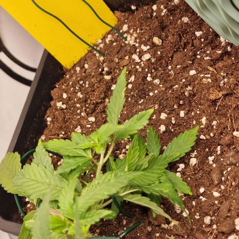 Amnesia Lemon  growlog timeline photo