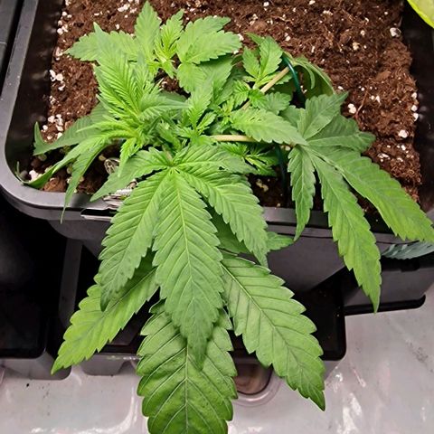 Amnesia Lemon  growlog timeline photo