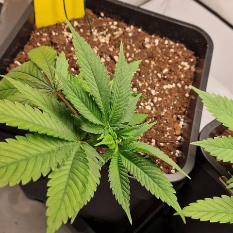 Amnesia Lemon  growlog timeline photo