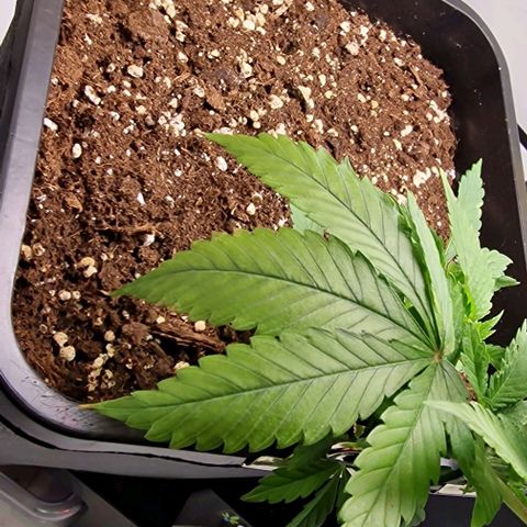 Amnesia Lemon  growlog timeline photo