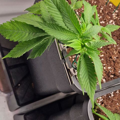 Amnesia Lemon  growlog timeline photo