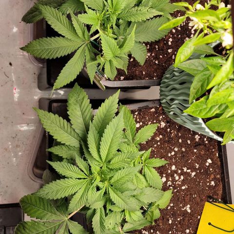 Amnesia Lemon  growlog timeline photo