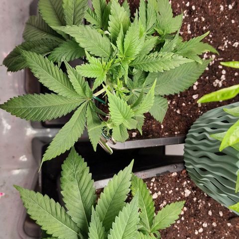 Amnesia Lemon  growlog timeline photo