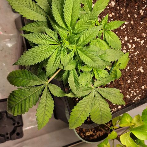 Amnesia Lemon  growlog timeline photo