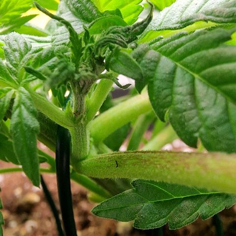 Amnesia Lemon  growlog timeline photo