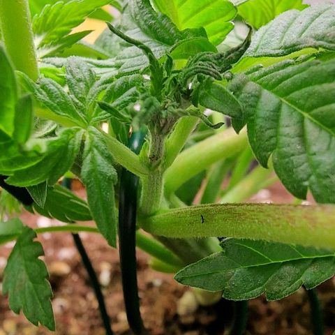 Amnesia Lemon  growlog timeline photo