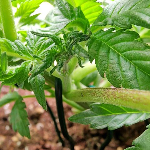 Amnesia Lemon  growlog timeline photo