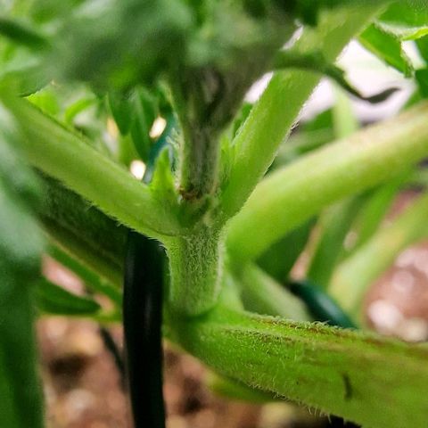 Amnesia Lemon  growlog timeline photo