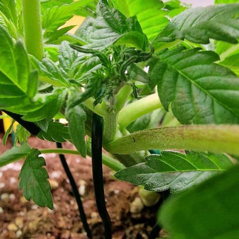 Amnesia Lemon  growlog timeline photo