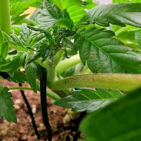 Amnesia Lemon  growlog timeline photo