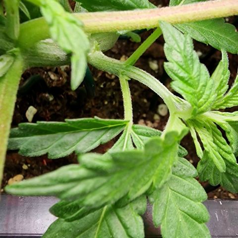 Amnesia Lemon  growlog timeline photo