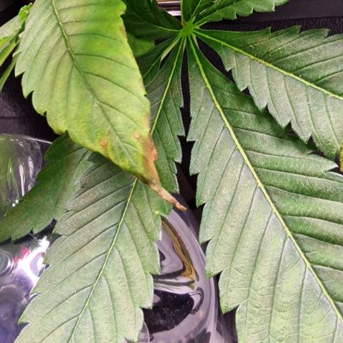 Amnesia Lemon  growlog timeline photo