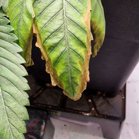 Amnesia Lemon  growlog timeline photo