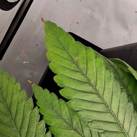 Amnesia Lemon  growlog timeline photo