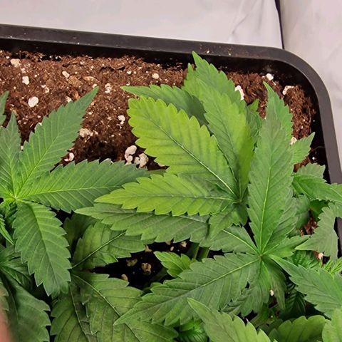 Amnesia Lemon  growlog timeline photo