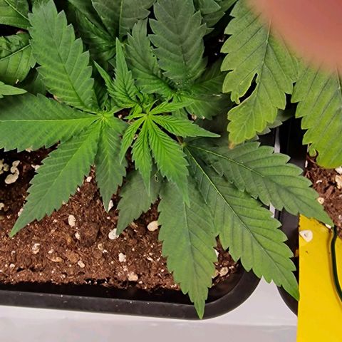 Amnesia Lemon  growlog timeline photo