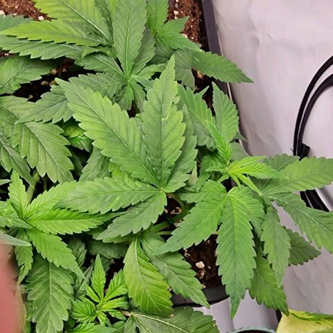 Amnesia Lemon  growlog timeline photo