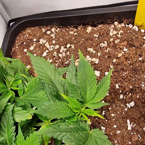 Amnesia Lemon  growlog timeline photo