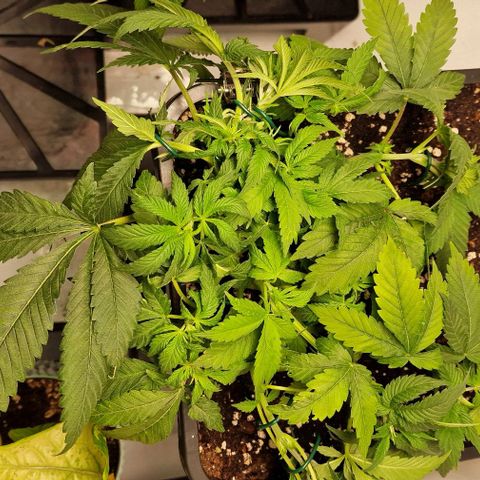 Amnesia Lemon  growlog timeline photo