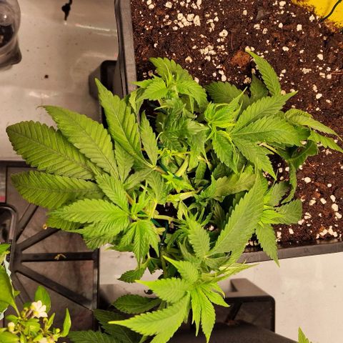 Amnesia Lemon  growlog timeline photo