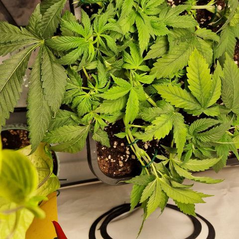 Amnesia Lemon  growlog timeline photo