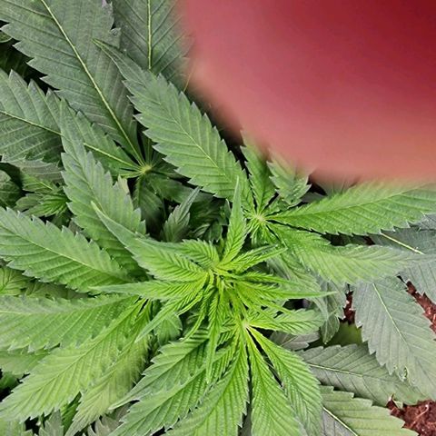 Amnesia Lemon  growlog timeline photo