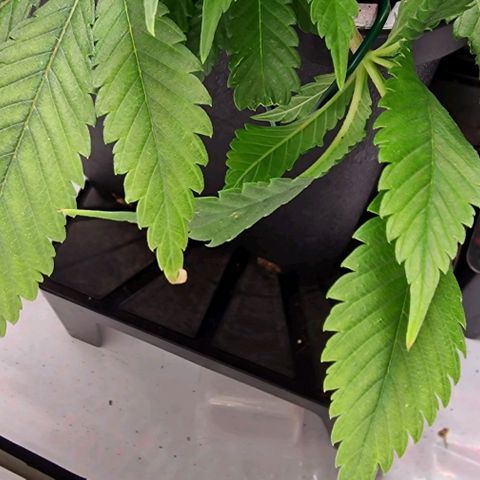 Amnesia Lemon  growlog timeline photo