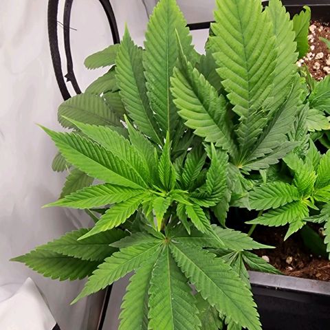 Amnesia Lemon  growlog timeline photo