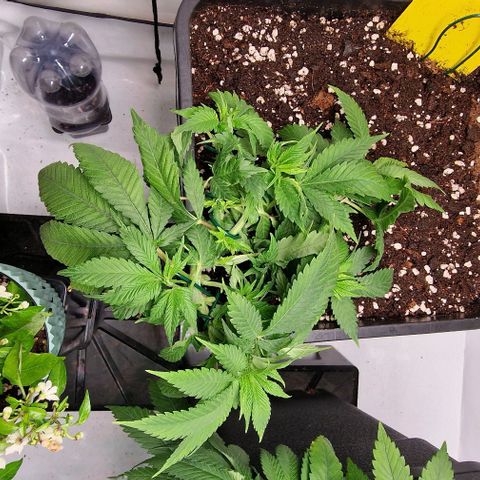 Amnesia Lemon  growlog timeline photo