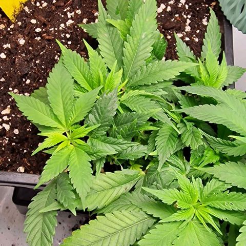 Amnesia Lemon  growlog timeline photo