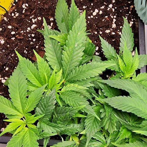 Amnesia Lemon  growlog timeline photo
