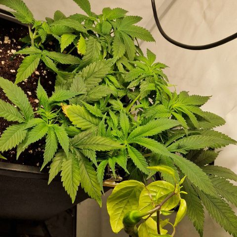 Amnesia Lemon  growlog timeline photo