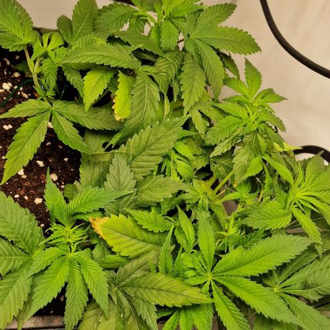 Amnesia Lemon  growlog timeline photo