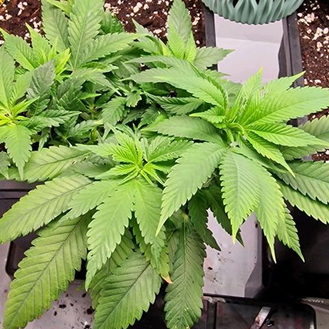 Amnesia Lemon  growlog timeline photo