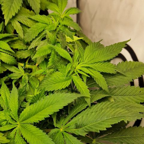Amnesia Lemon  growlog timeline photo