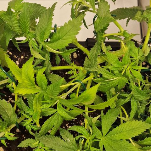 Amnesia Lemon  growlog timeline photo