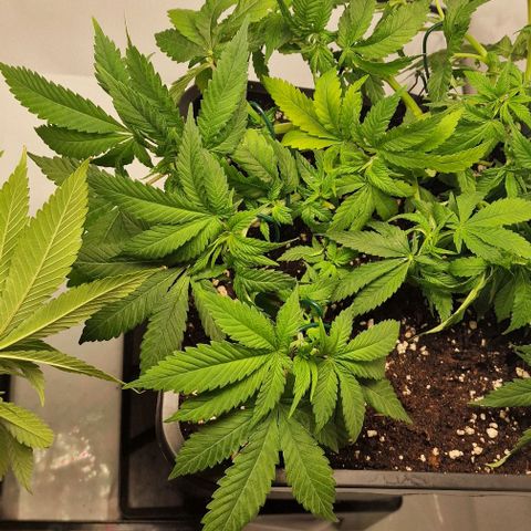 Amnesia Lemon  growlog timeline photo